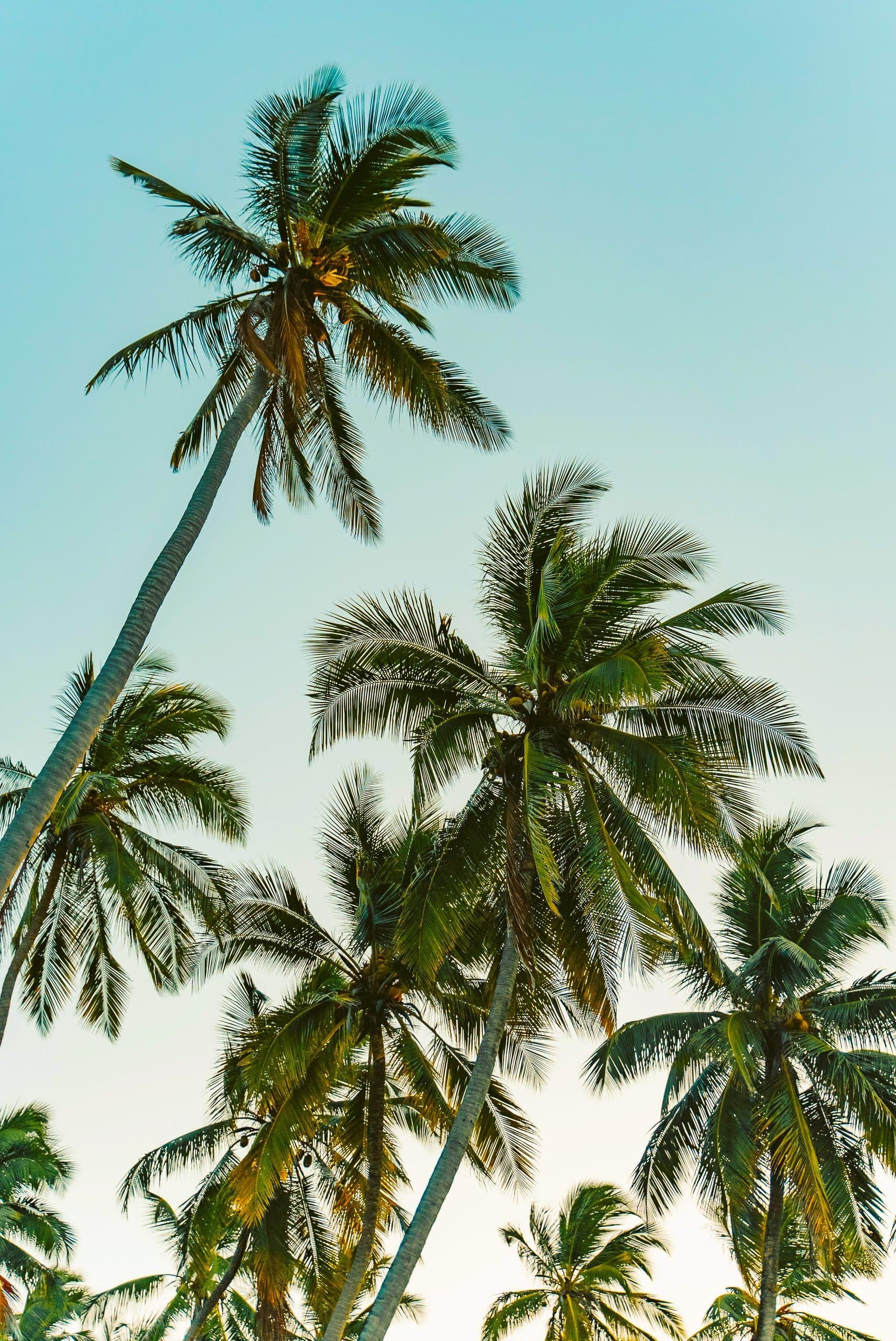 Palm trees against a clear sky